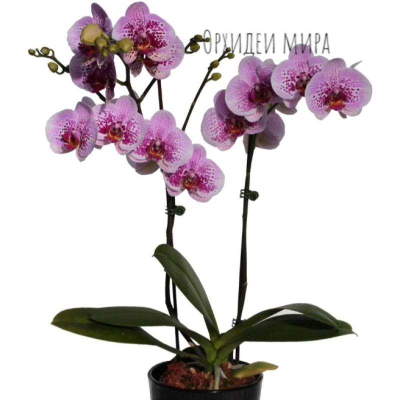 Аяқ фетишінің порно фильмдерін қараңыз